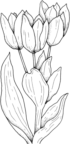 Tulips Flower Coloring Page